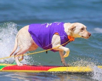 Chó trổ tài lướt sóng trong cuộc thi