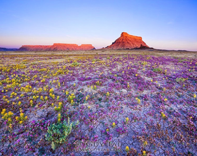 Thảm hoa dại đẹp lạ kỳ ở cao nguyên Colorado, Mỹ