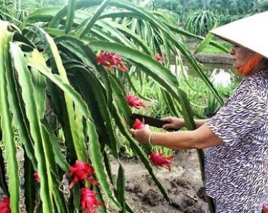 Giá thanh long tại Tiền Giang tăng mạnh, người trồng lãi lớn