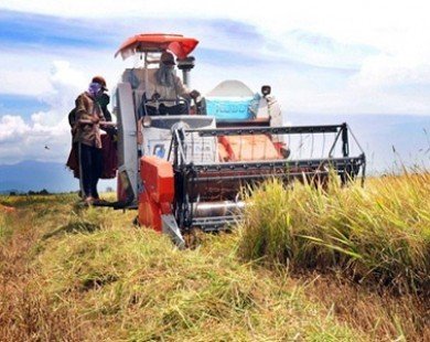 Khuyến cáo nông dân không bán lúa để tránh bị ép giá