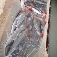 Đua nhau nuôi cá lăng nha đuôi đỏ ở miền Tây