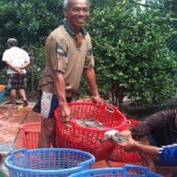 “Hốt bạc” với tôm càng xanh mùa nước nổi