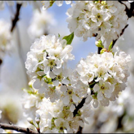 Khám phá cung đường Tây Bắc