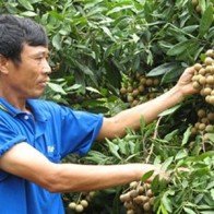 Xoài, vú sữa rục rịch đi Mỹ