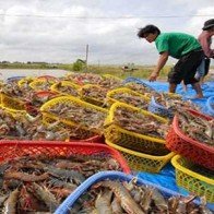 Thận trọng khi xuất bán tôm thương phẩm