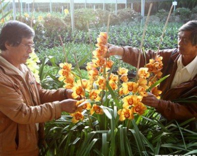 Ra mắt Quỹ hỗ trợ nông dân Đà Lạt trồng hoa xuất khẩu