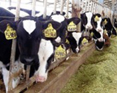 Australia đẩy mạnh bán đấu giá gia súc sống qua mạng