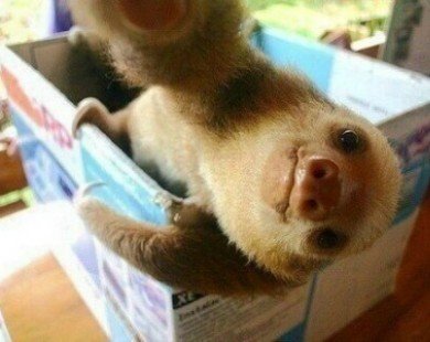 Hình ảnh cực kỳ dễ thương của động vật khi chụp ảnh selfie