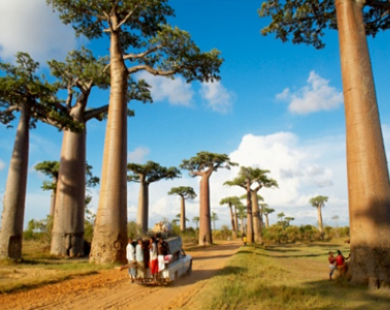 Ấn tượng đại lộ cây baobab - biểu tượng của xứ Madagascar