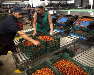 EU giải ngân giúp nông dân bị ảnh hưởng bởi lệnh cấm của Nga