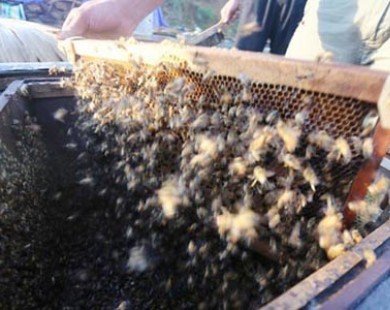 Nuôi ong nguy hiểm, thu tiền tỷ mỗi mùa ở Mộc Châu