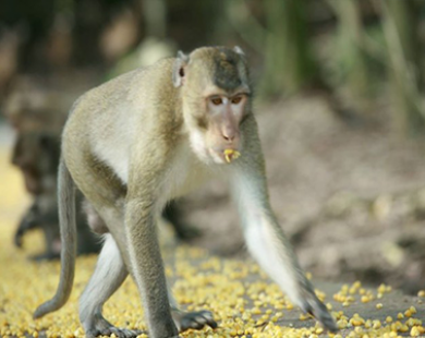 Hàng quán ở khu du lịch Đầm Long khổ sở với 2.000 con khỉ