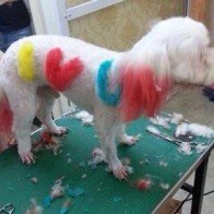 Làm nail, nhuộm lông cho chó giá 500.000 đồng/lần ở Hà Nội