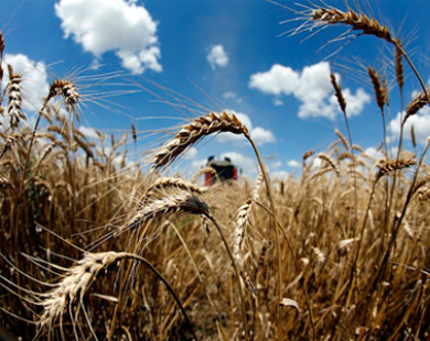Sản lượng lúa mỳ toàn cầu dự báo đạt kỷ lục 717 triệu tấn