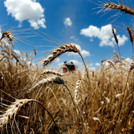 Sản lượng lúa mỳ toàn cầu dự báo đạt kỷ lục 717 triệu tấn