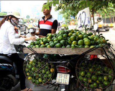 Cam Trung Quốc nhái cam Việt Nam tràn ngập thị trường