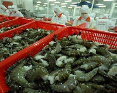 Việt Nam không bán phá giá tôm vào thị trường Hoa Kỳ