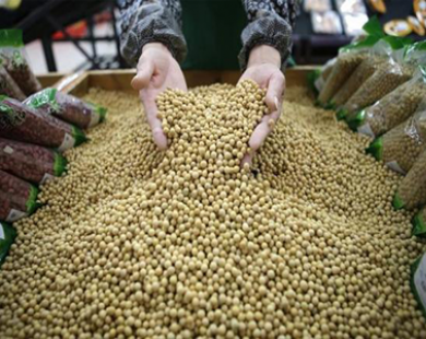 Trung Quốc tạm dừng cấp phép nhập khẩu đậu nành biến đổi gen