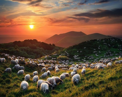 Những con đường chăn cừu đẹp 