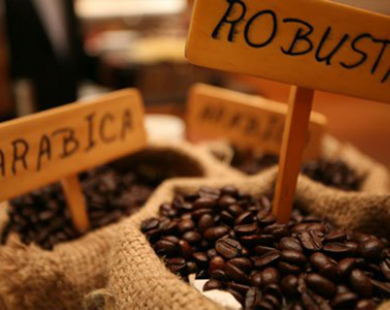 Dự báo sản lượng cà phê Việt Nam giảm, cà phê Colombia đạt kỷ lục