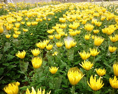 Nông dân Đà Lạt trồng hoa cúc Nhật xuất sang Thái Lan