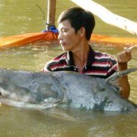 Săn cá khủng giá chục triệu ở miền Tây