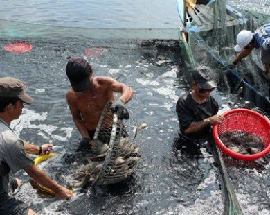 Sản lượng thủy hải sản của Bạc Liêu trong 9 tháng tăng 9%
