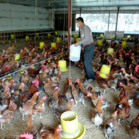 Gia cầm đón vụ cuối năm