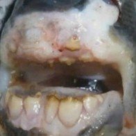 Bắt được chú cá vô cùng kỳ lạ có hàm răng như của con người