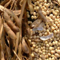 Giá đậu nành đi lên trước đồn đoán nhu cầu Trung Quốc tăng