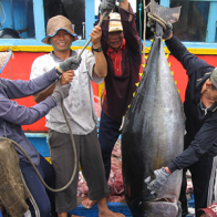 Sản lượng cá ngừ đại dương giảm