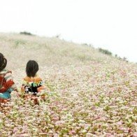 Lạc vào miền cổ tích trong mùa hoa tam giác mạch