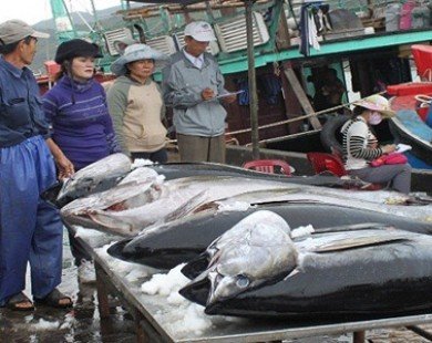 Cá ngừ câu theo kiểu Nhật, ngư dân kêu lỗ
