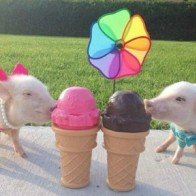 Hai chú lợn đáng yêu gây sốt trên mạng