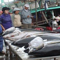 Cá ngừ câu theo kiểu Nhật, ngư dân kêu lỗ