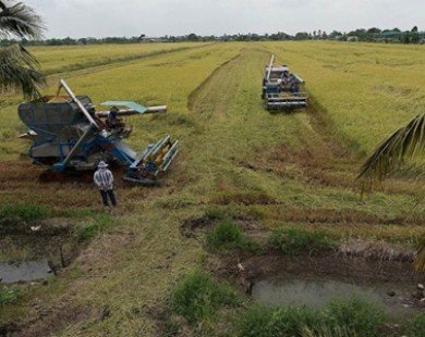 Thái Lan có thể trở lại vị trí nước xuất khẩu gạo số 1 thế giới