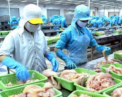 Nga không tiếp nhận 25 tấn cá basa đông lạnh của Việt Nam