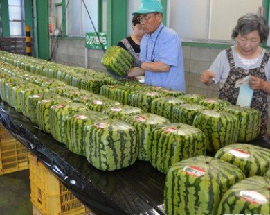Nhật Bản thúc đẩy xuất khẩu hàng nông sản sang Trung Đông