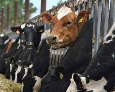 Doanh nghiệp Úc muốn đầu tư nuôi 20.000 con bò ở Quảng Ninh