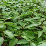 Rau đay và những công dụng bất ngờ với sức khỏe