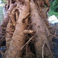 Hàng rừng xuống phố, độc, lạ nhưng nguy hiểm?