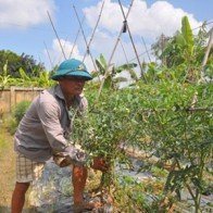 Thiệt hại cả chục tỷ vì giống cà chua ’ngố’