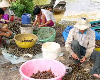 Trung Quốc mua ốc bươu vàng ở miền Tây làm gì?