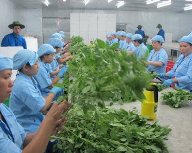 Vụ cảnh cáo rau quả Việt Nam nhiễm khuẩn: Quýt làm cam chịu