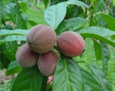 Australia: Phát hiện một loại trái cây có thể chữa bệnh ung thư
