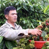 Đồng Nai: Sản lượng càphê xuất khẩu cao nhất từ trước đến nay