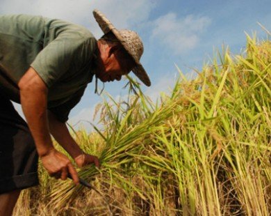 Trung Quốc thu mua hơn 4 triệu tấn gạo để ổn định giá