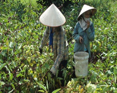 Nông dân mắc bẫy thương lái Trung Quốc, doanh nghiệp Việt lao đao