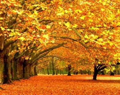 Vì sao vào mùa thu lá đổi màu?
