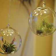 Cây không khí - Thú chơi mới của những người yêu cây cảnh